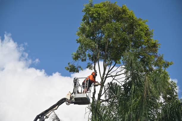 How Our Tree Care Process Works  in  Birch Run, MI