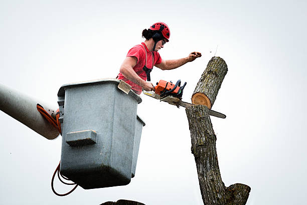 Best Tree and Shrub Care  in Birch Run, MI