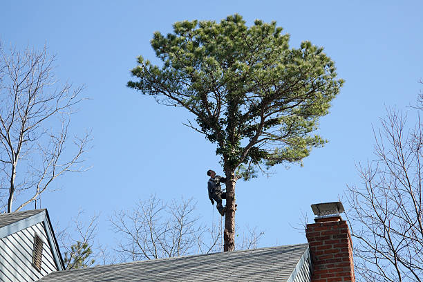 Best Arborist Consultation Services  in Birch Run, MI